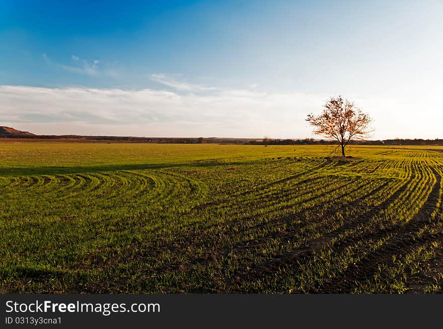 Small tree is on the field with wheat germ. Small tree is on the field with wheat germ