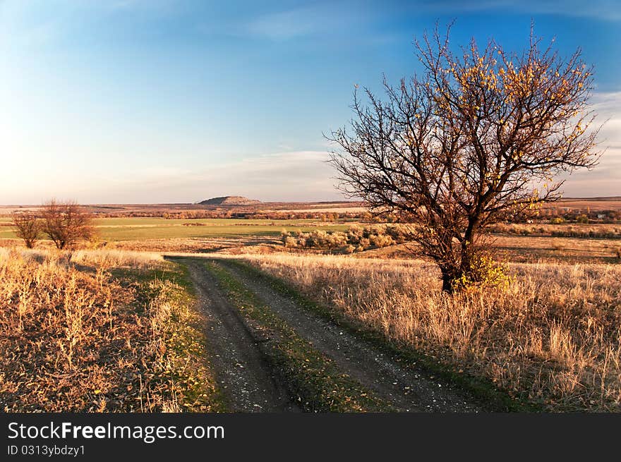 Lone bare tree near the road at the sunset. Autumn. Lone bare tree near the road at the sunset. Autumn