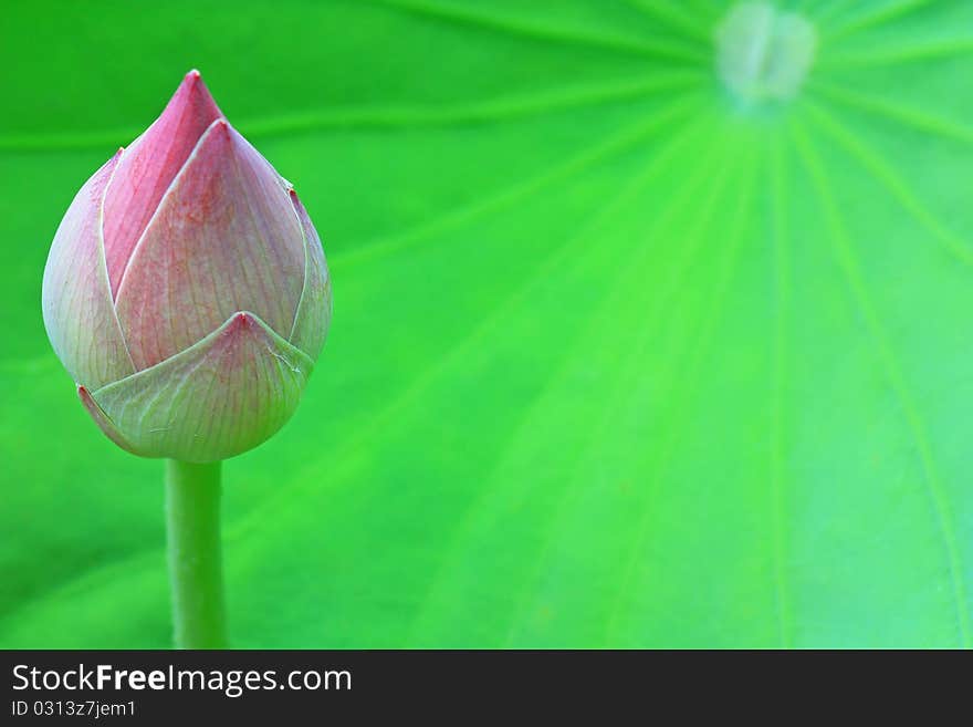 The lotus blossom and the lotus leaf.