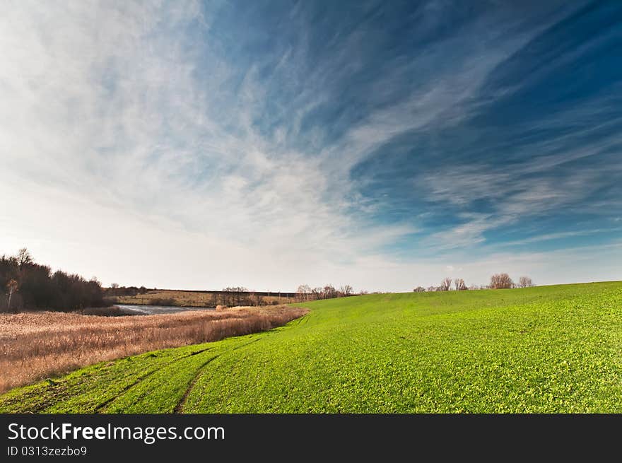 Green field with young sprouts of wheat. Green field with young sprouts of wheat