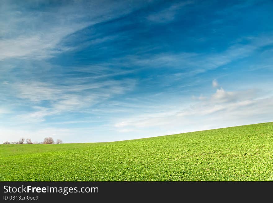 Green field with young sprouts of wheat. Green field with young sprouts of wheat