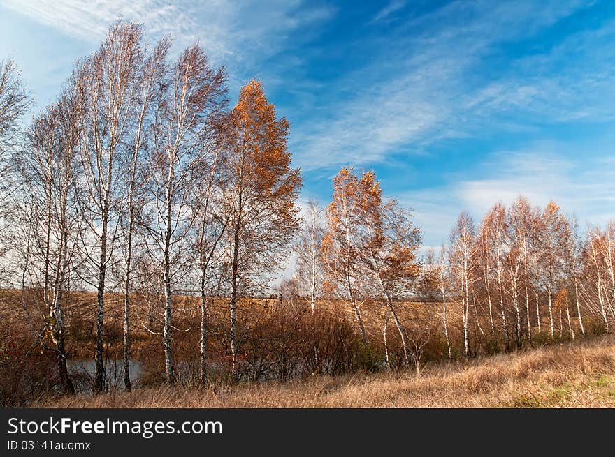 A row of bare birches is on the bank of the river. A row of bare birches is on the bank of the river