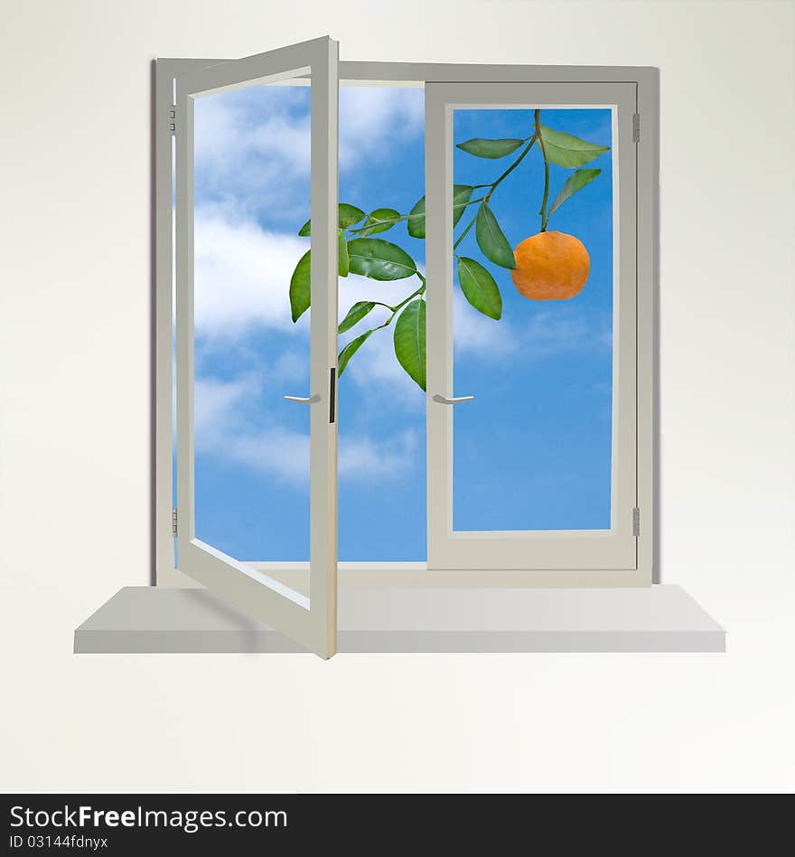 Tangerines in window