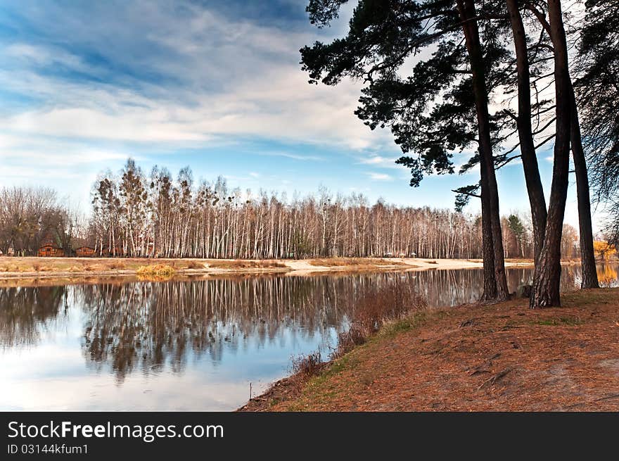 Row of birches near the lake are reflected in the water. In the foreground of pine. Row of birches near the lake are reflected in the water. In the foreground of pine