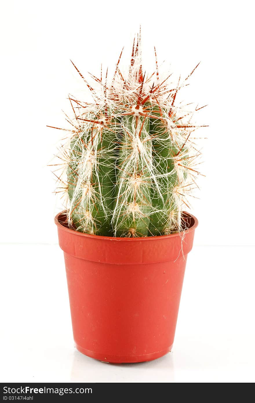 Cactus oreocereus celsianus isolated on white background