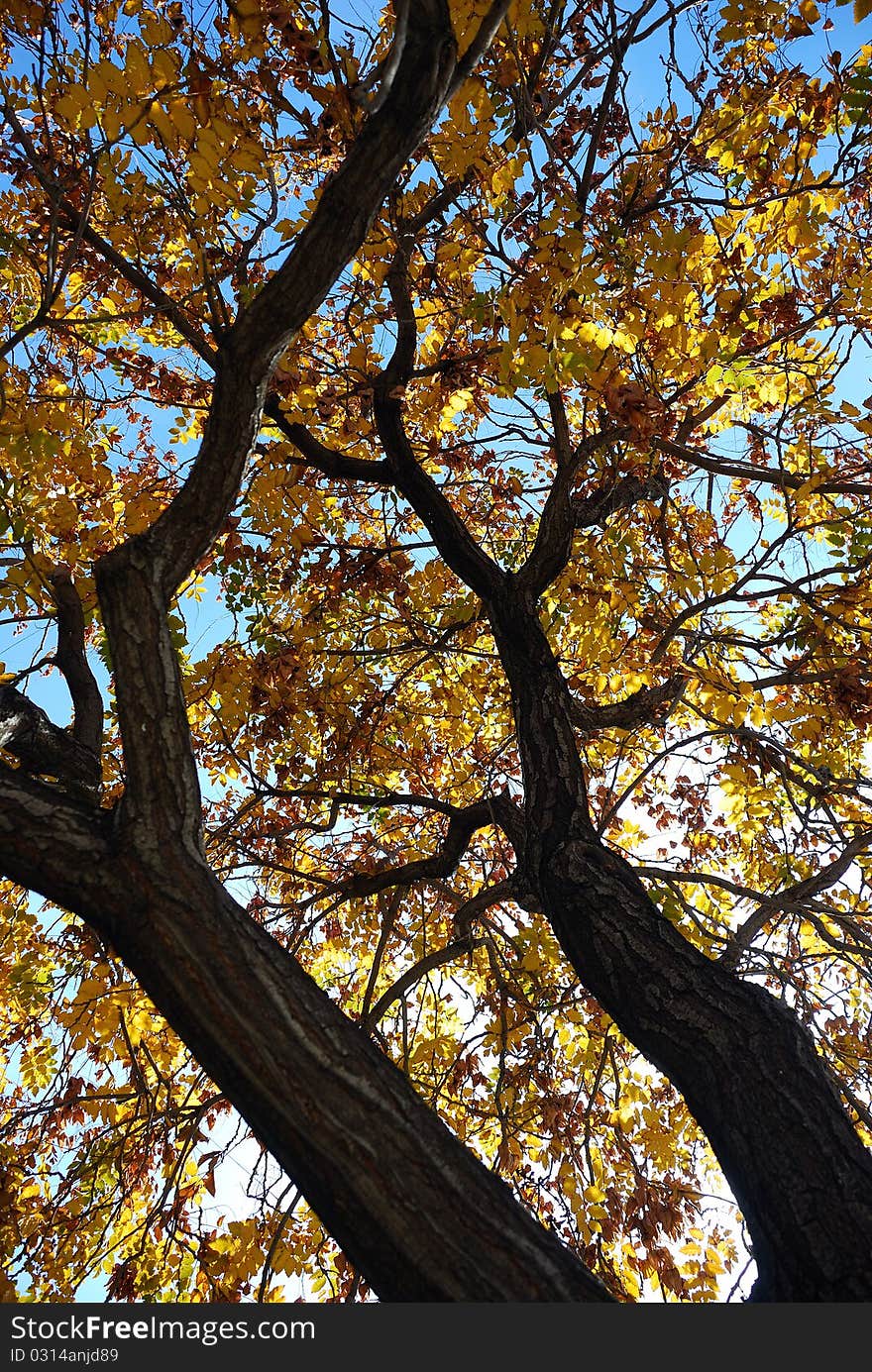 Tree in autumn with golden leaves. Tree in autumn with golden leaves