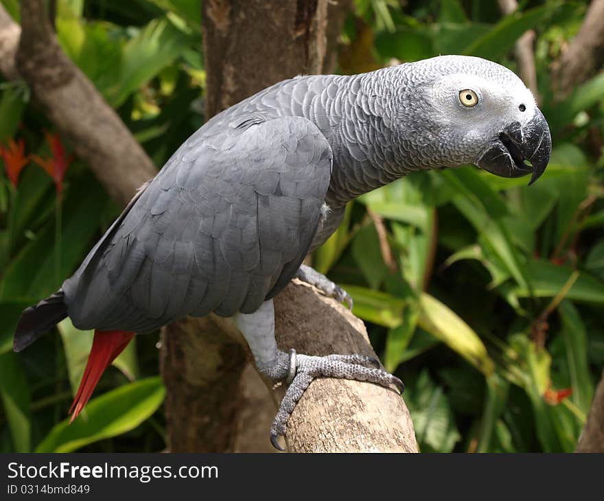 Gray parrot in birdspark, Bali