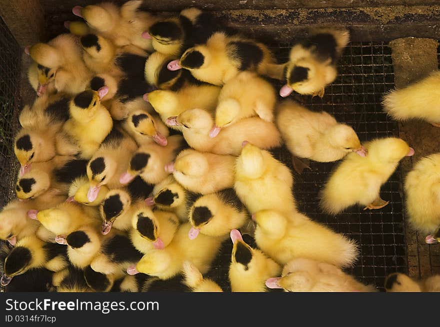 Ducklings in the cage at the market.