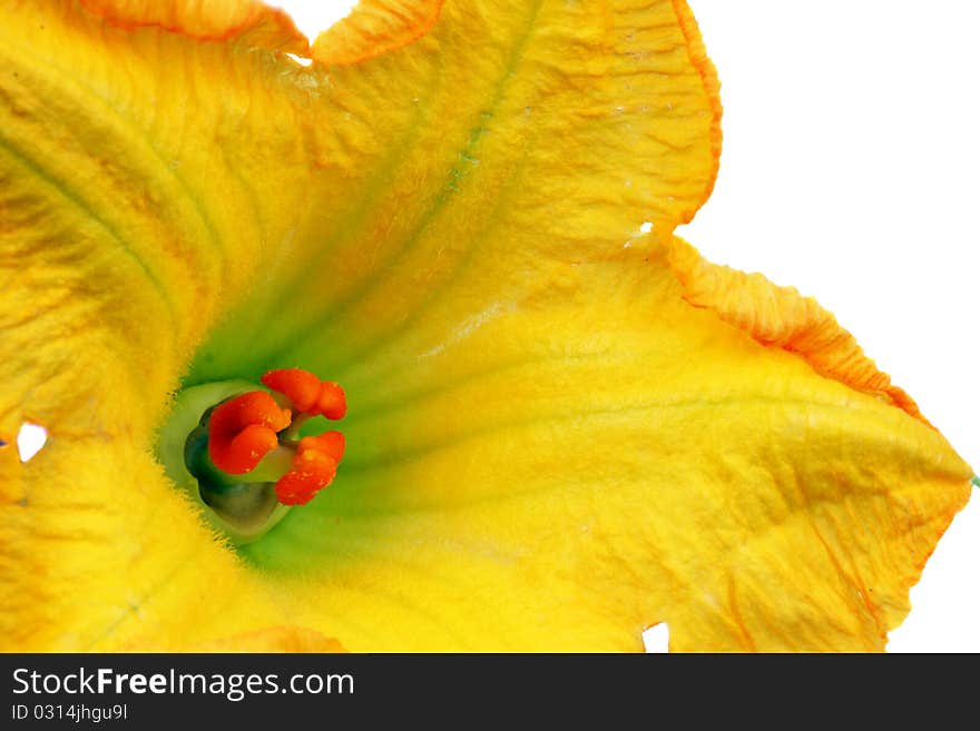 Pumpkin Flowers