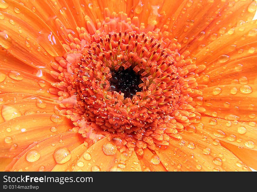 Beautiful wet gerbera in orange macro mode