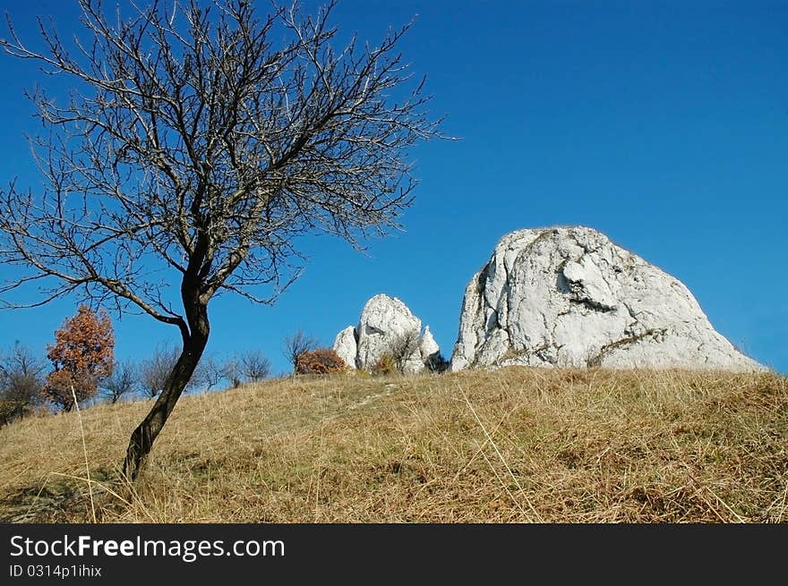 Meadow with lonely tree and white cliffs