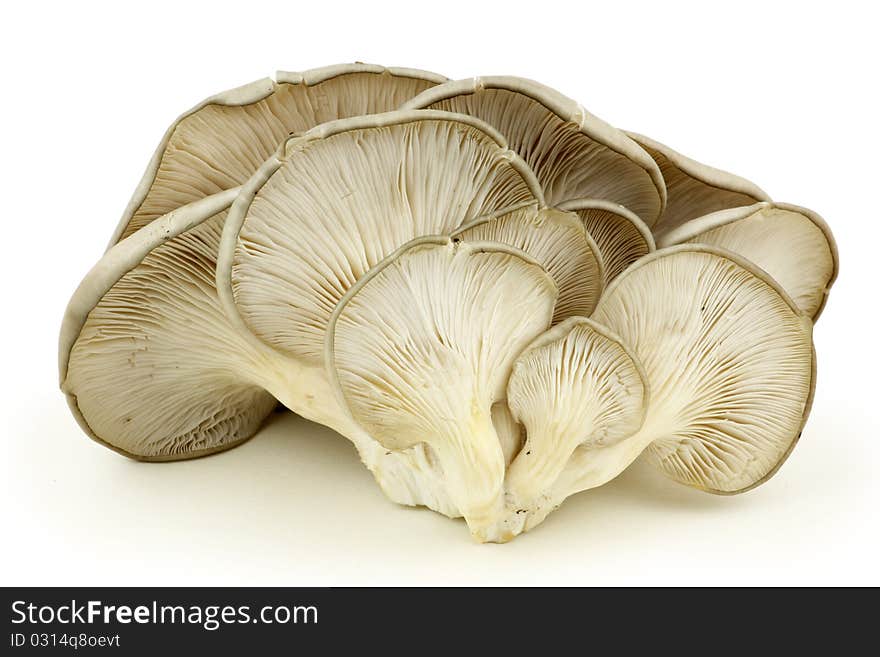 White mushrooms