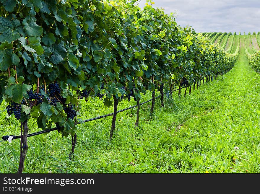 Beautiful rows of grapes before harvesting