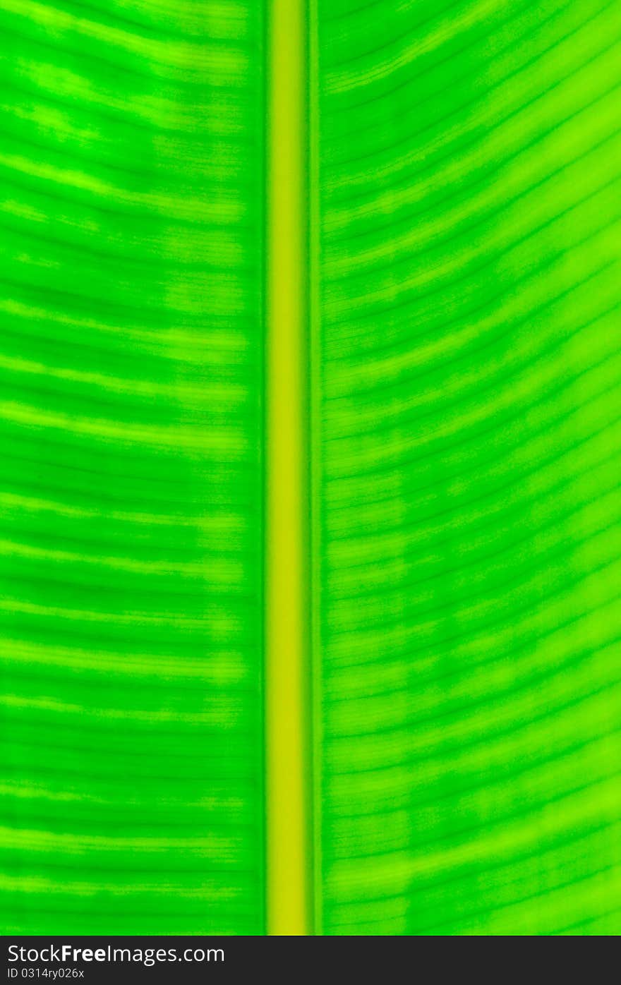 Green leaf pattern