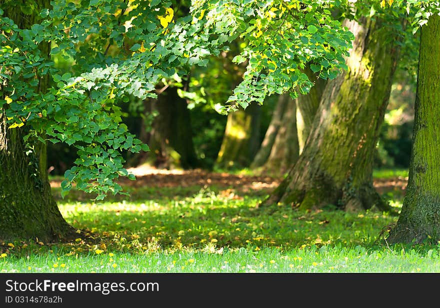 Beautiful, harmonious forest detail from on a sunny day