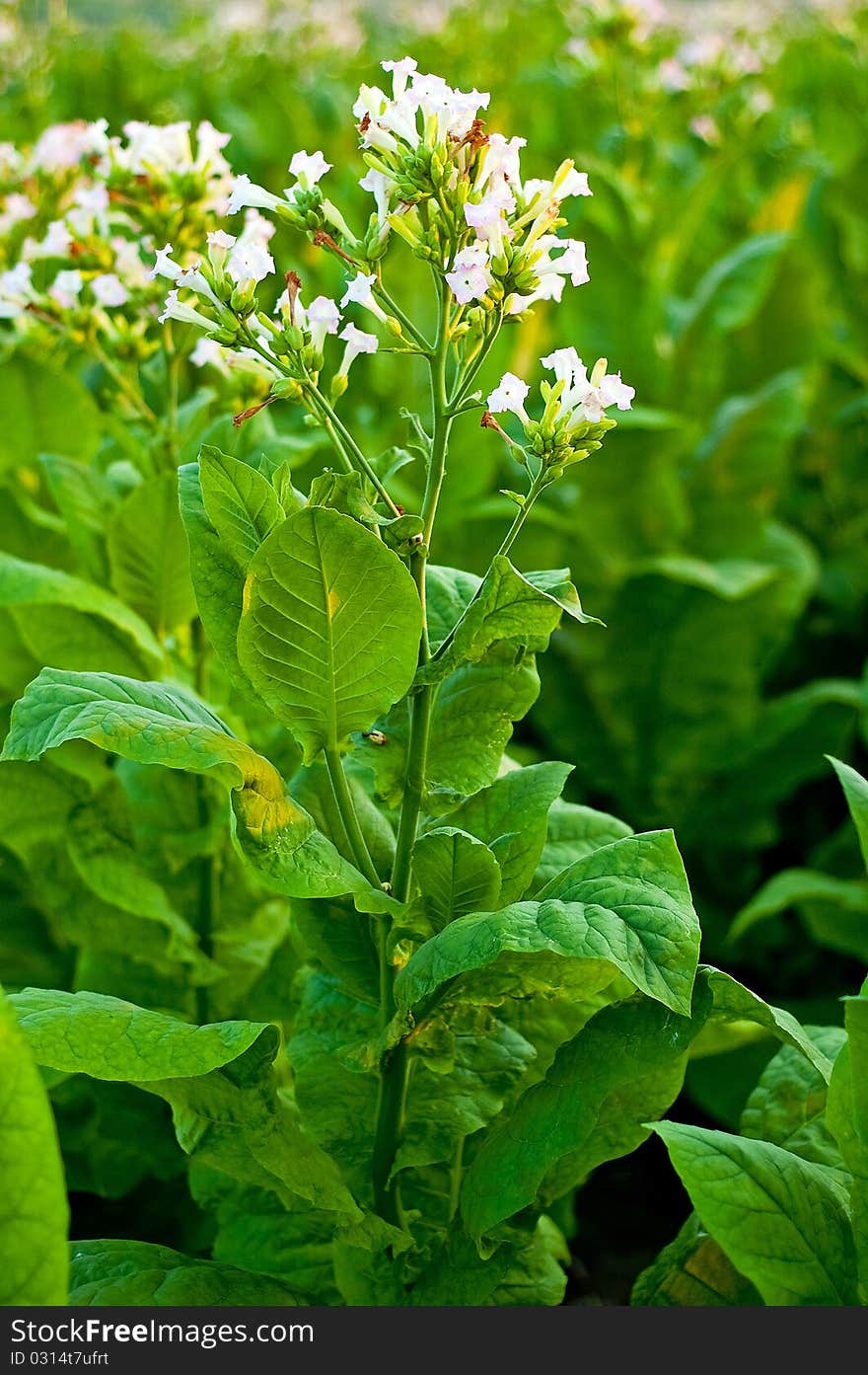 Tobacco plants