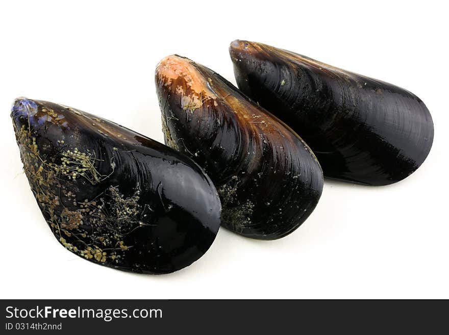 Mussel