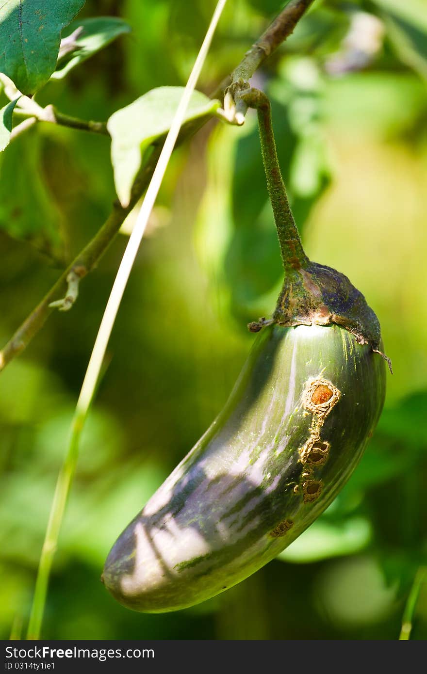 Eggplant Backpacks important agricultural crops in Thailand