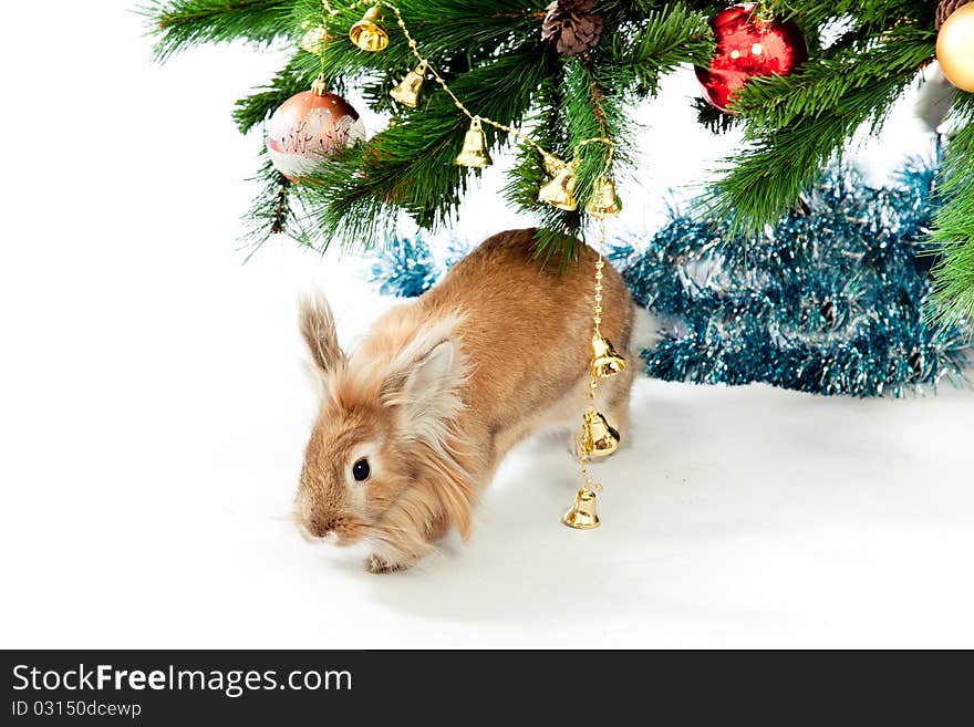 Rabbit with a fur-tree on a white background. Rabbit with a fur-tree on a white background