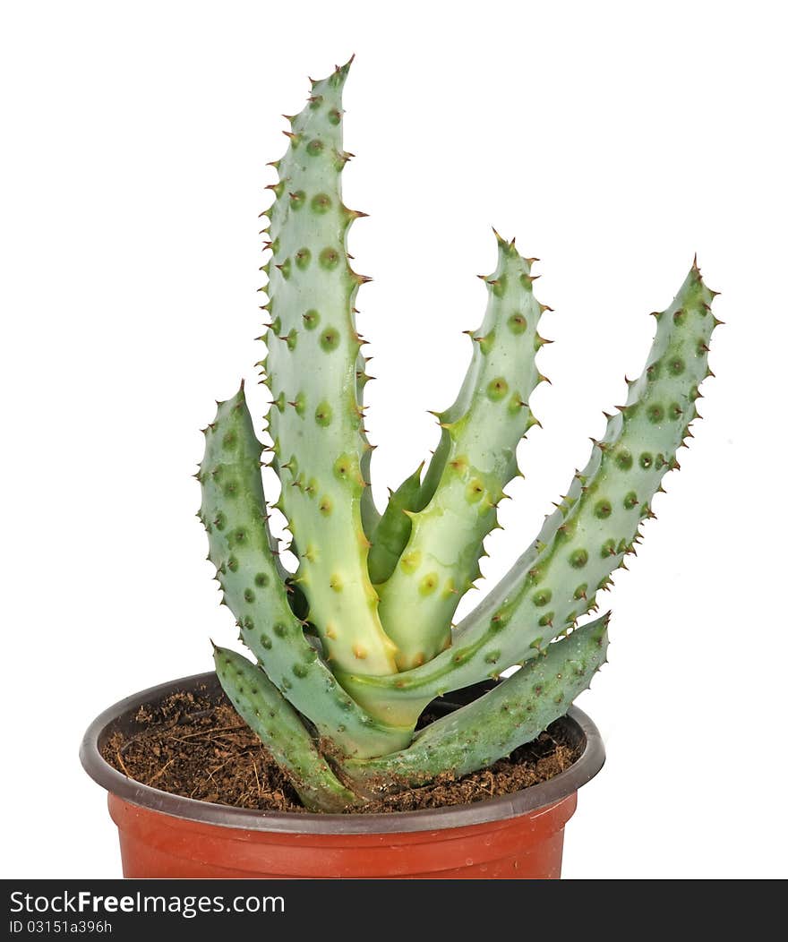 Aloe