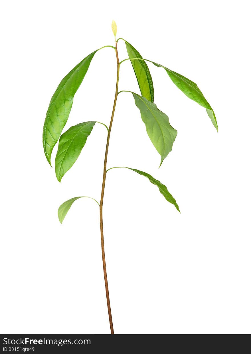 Avocado sprout isolated on white background