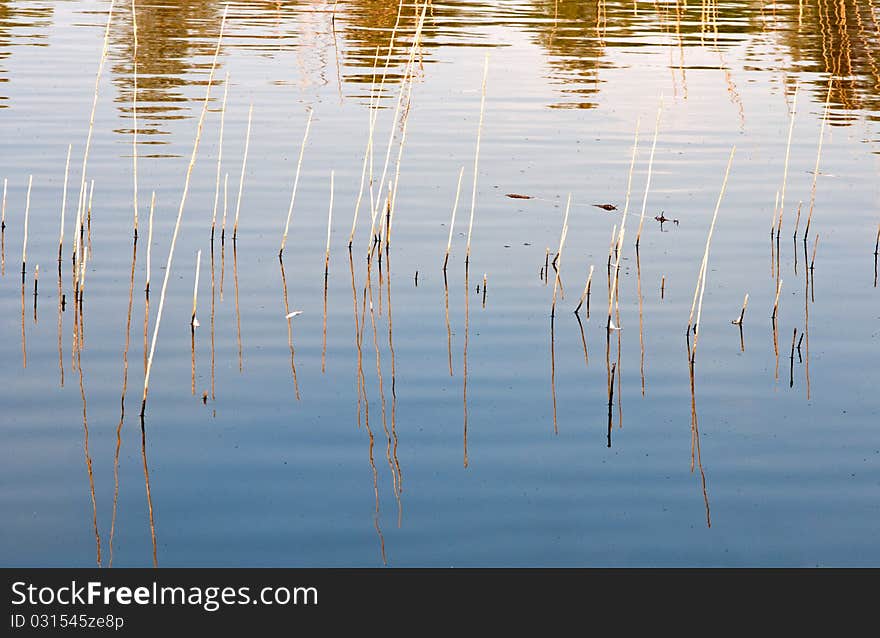 Nature colors late in the evening with plant reflections on the water. Nature colors late in the evening with plant reflections on the water