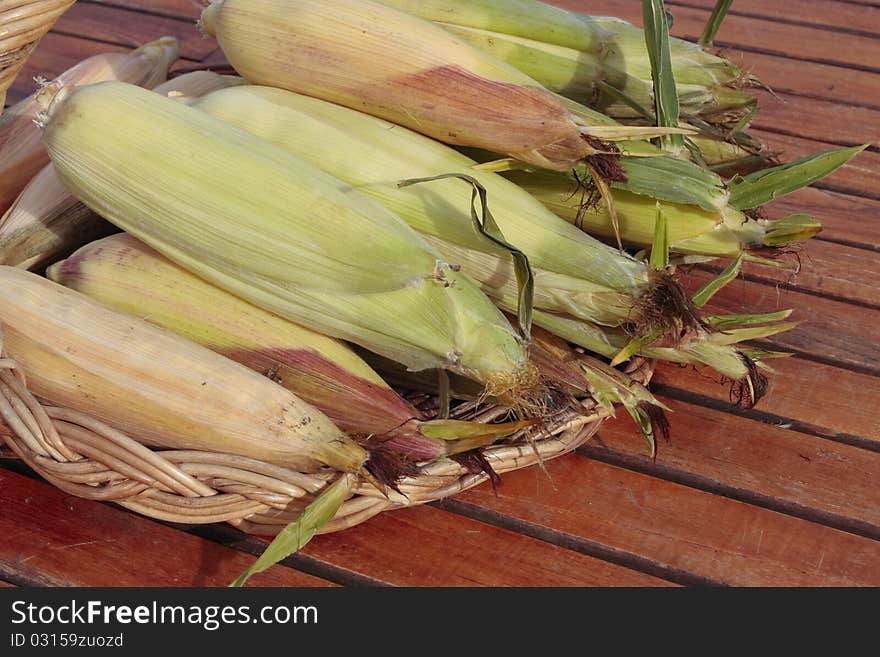 Bunch of Ripe corn cob closeup