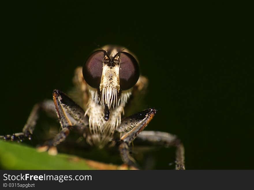 Face To Face With Mr Robberfly