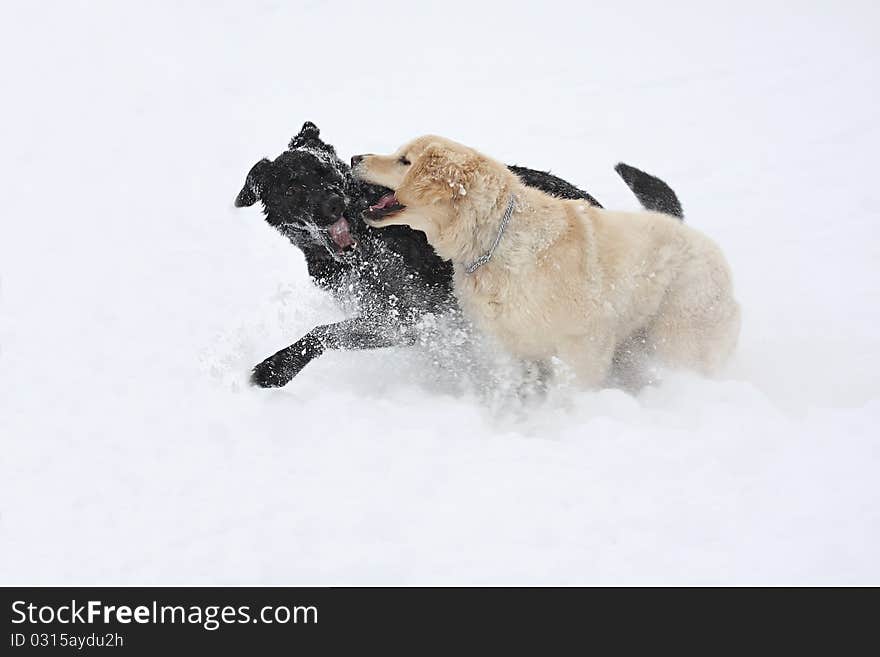 Two dogs playing in fresh snow. Two dogs playing in fresh snow