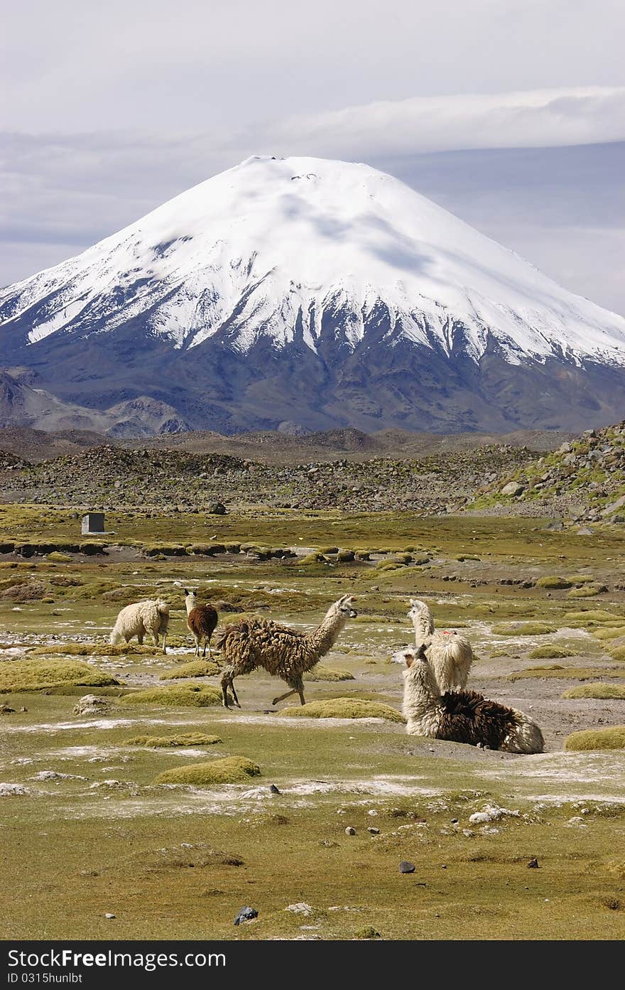 Llamas And Alpacas In The Lauca National Park. Chili.