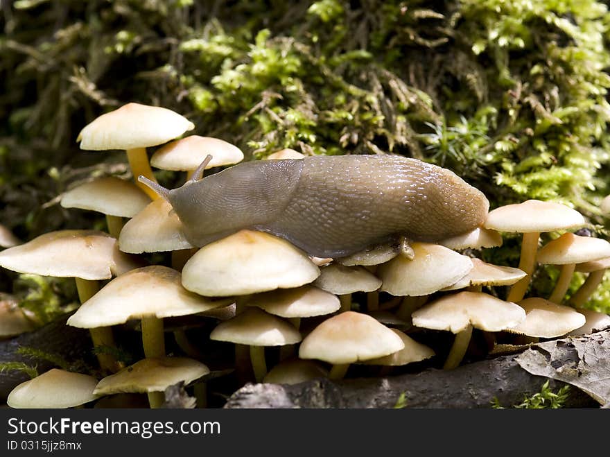 Big slug snail sits on mushroom in forest