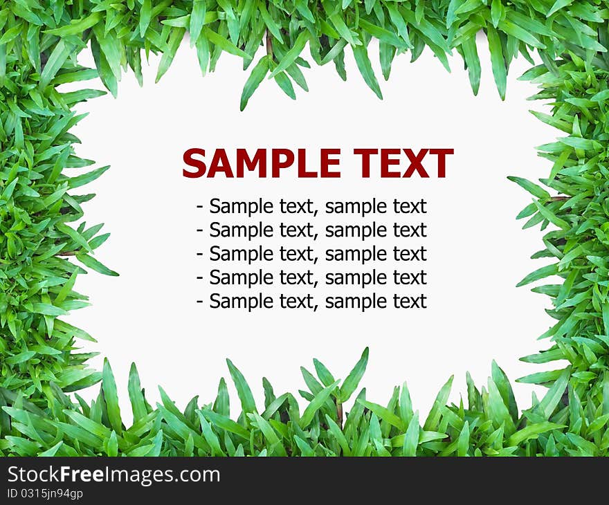 Green grass isolated on white background with text