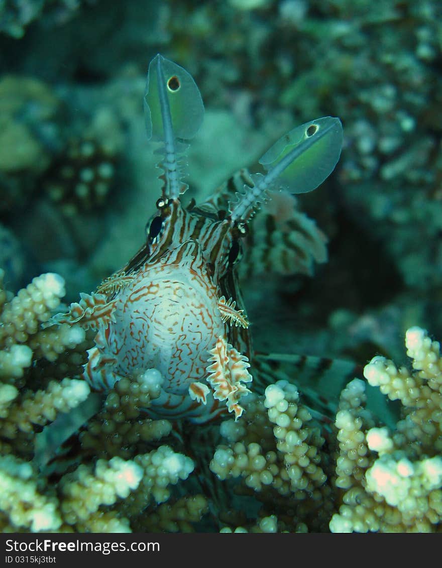 Close up of common lionfish in coral red sea