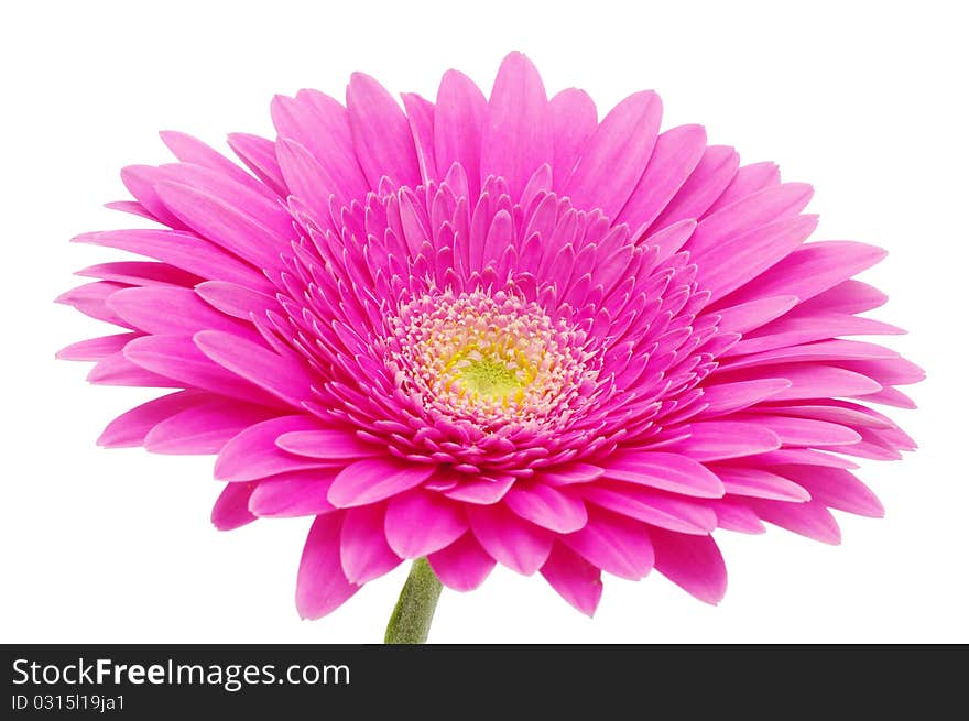 Close up of a beautiful gerbera flower