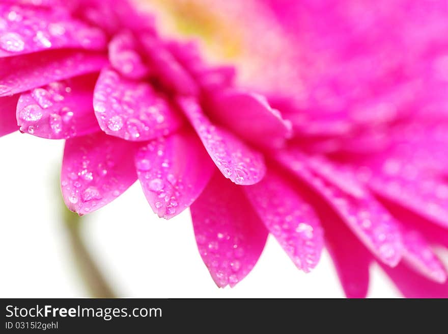 Close up of a beautiful gerbera flower