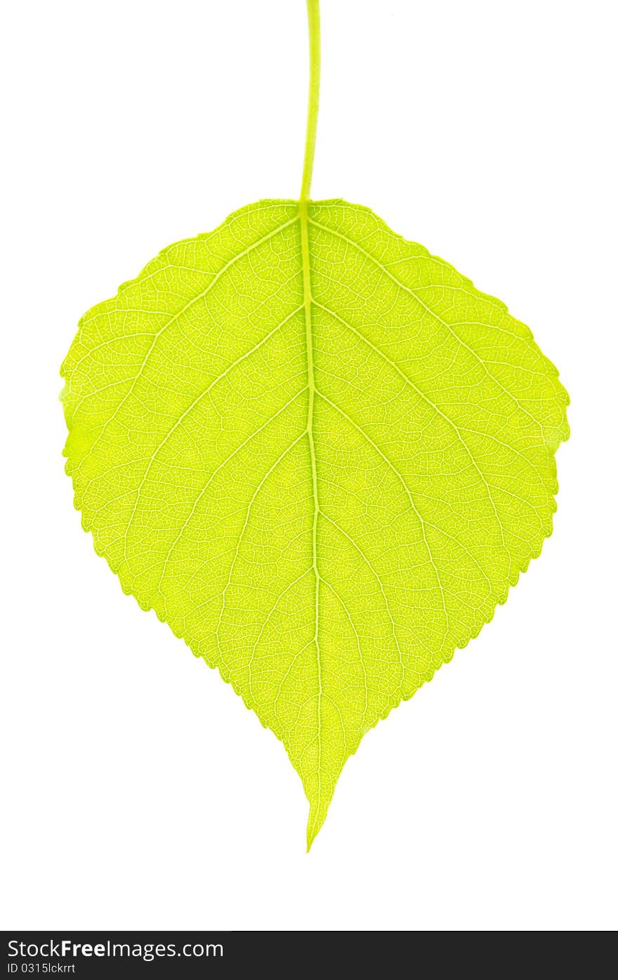 Green leaf on a white background