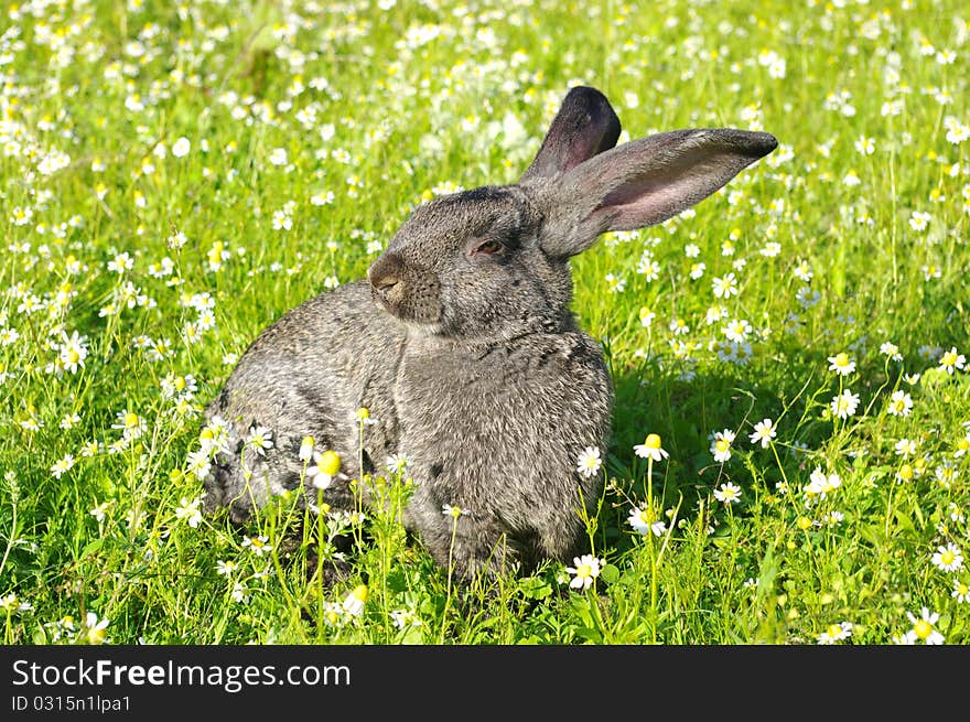 A rabbit on the grass