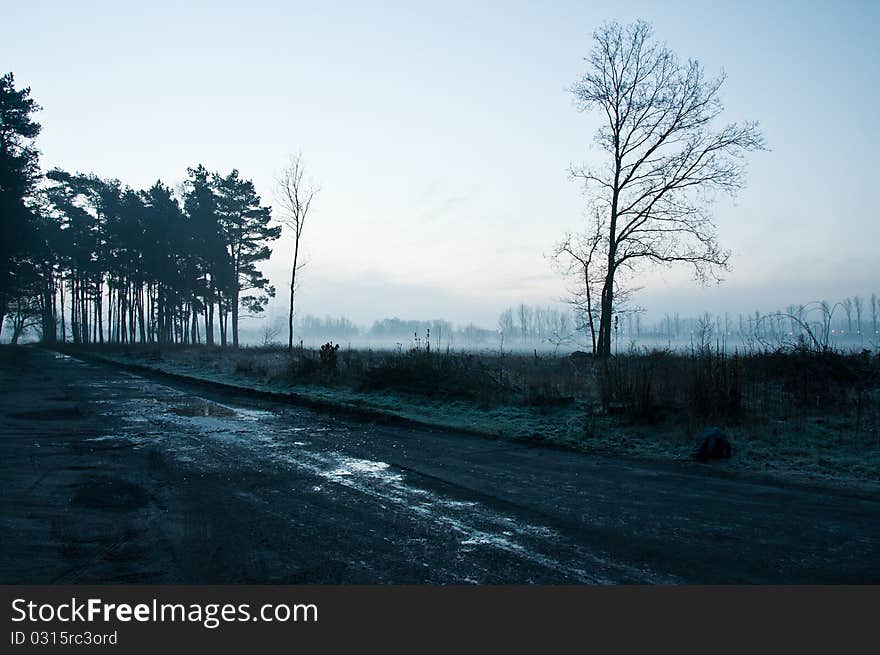 Forest side in the early morning. Forest side in the early morning