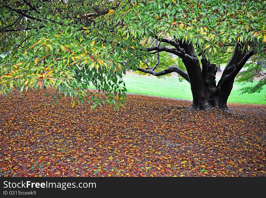 Autumnal Tree