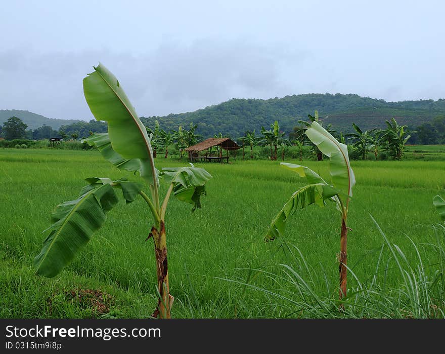 Rice field, Thailand