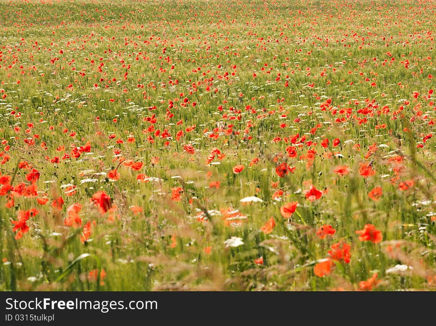 Poppy field in central Italy, format filling, landscape format