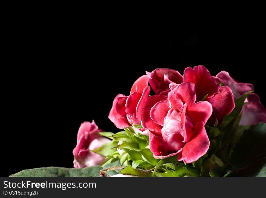 Bunch of violet flowers on the black background postcard. Bunch of violet flowers on the black background postcard