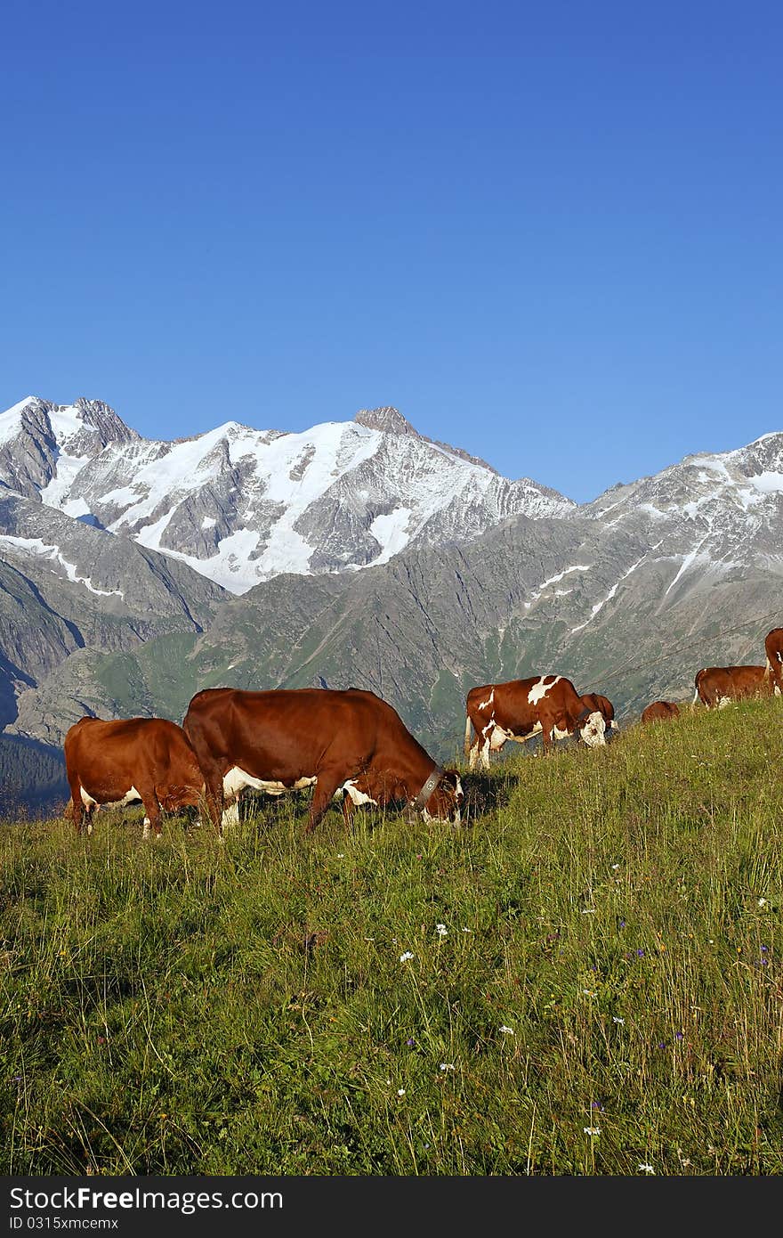 Alpine cow