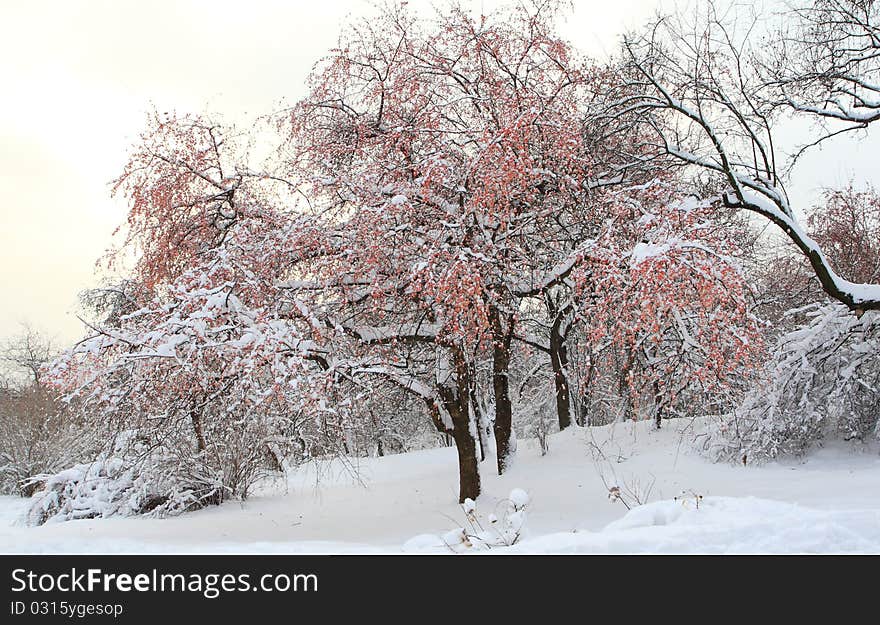 First snow