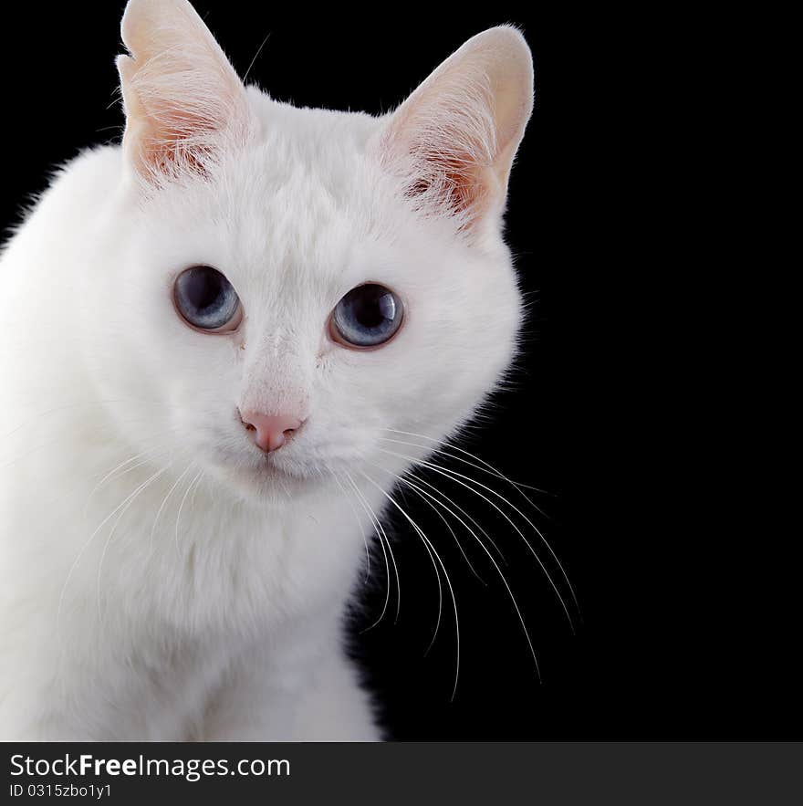 Beautiful small white cat over black background