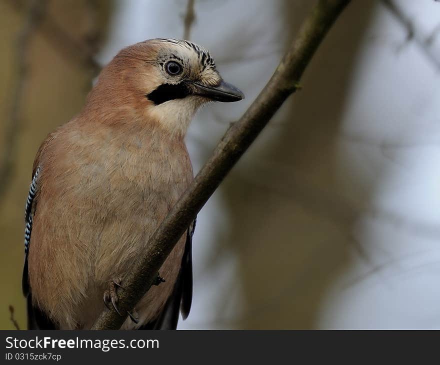 Eurasian Jay (Garrulus Glandarius)