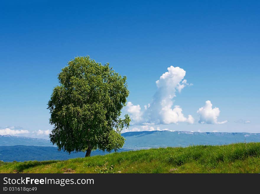 Alone tree