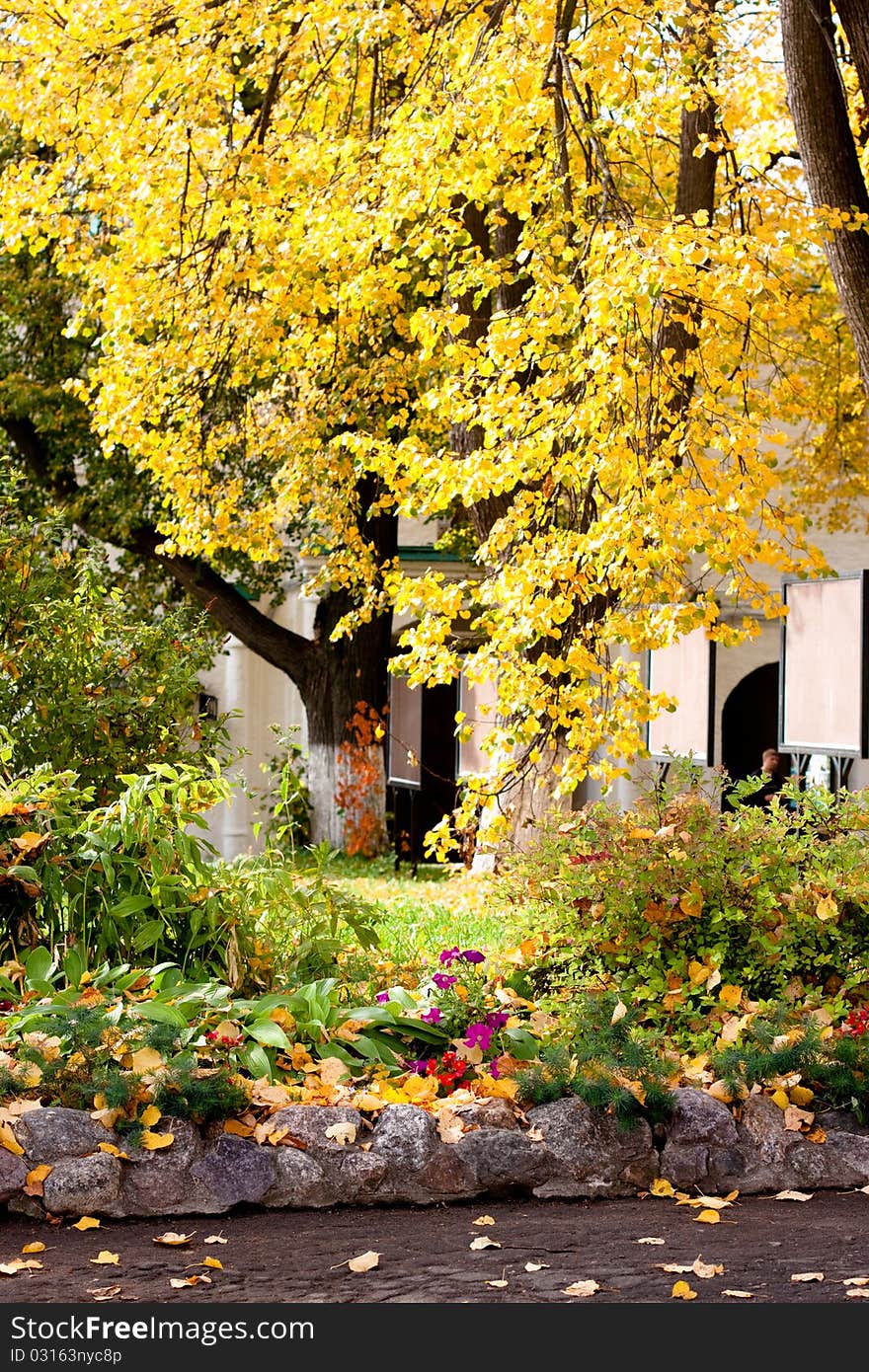 Yellow autumn trees in a park