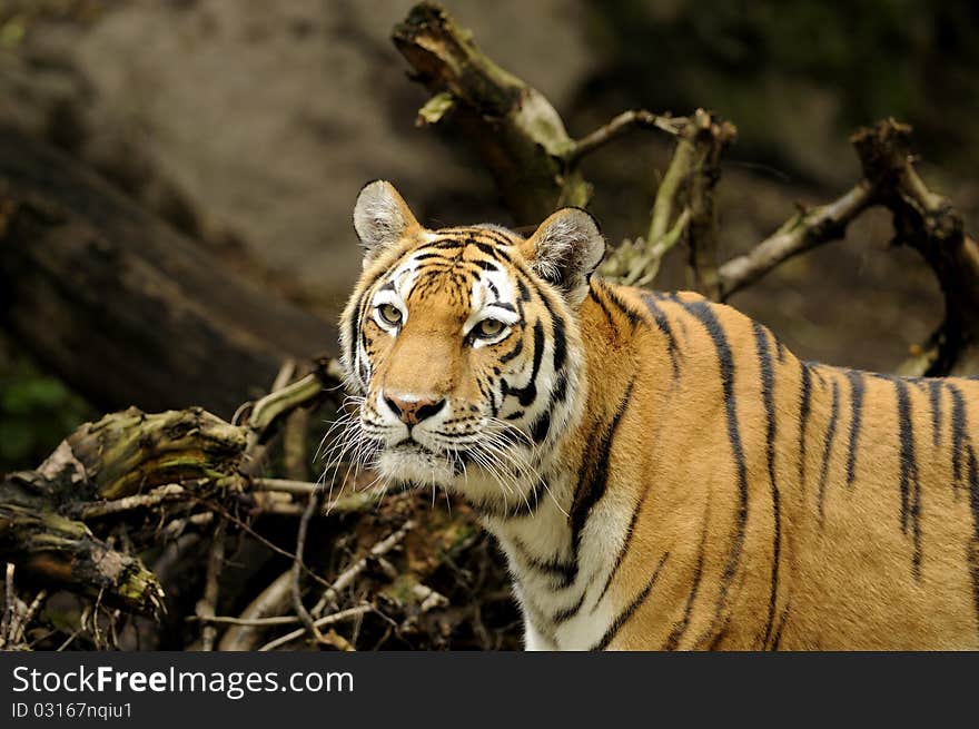 Siberian Tiger ( Panthera tigris altaica )