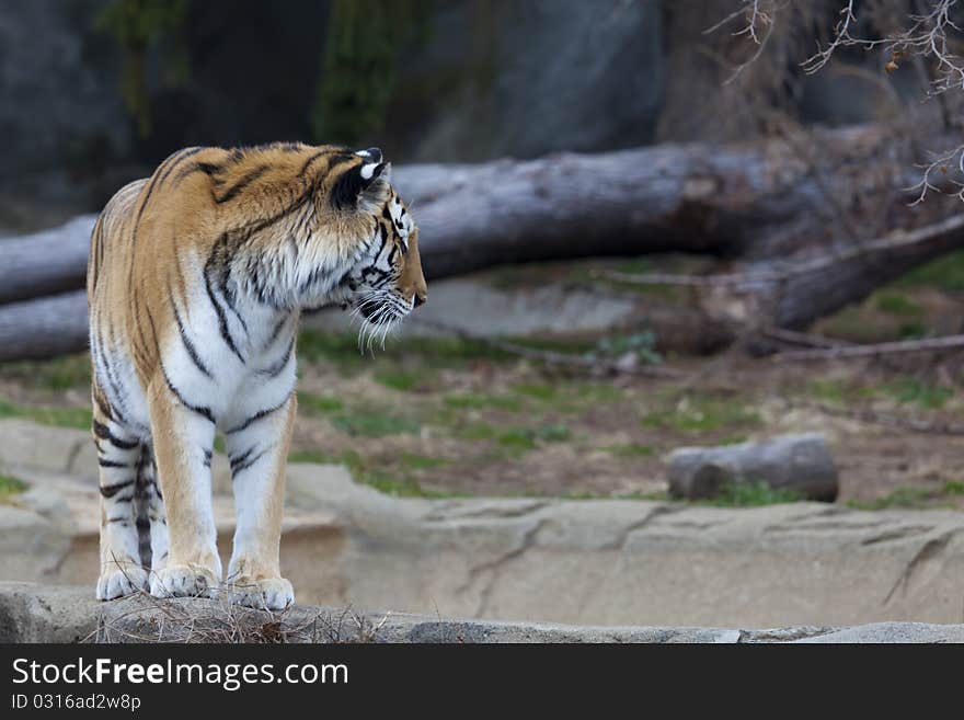 A photo of a Siberian Tiger.